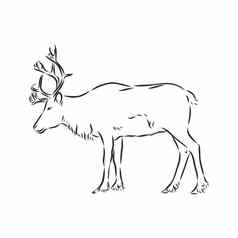 极地鹿向量手画插图北欧动物孤立的白色草图风格极地鹿向量草图插图