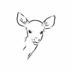 年轻的鹿向量轮廓小鹿向量草图插图