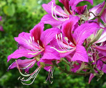 花紫色的兰花树<strong>紫荆花</strong>杂色