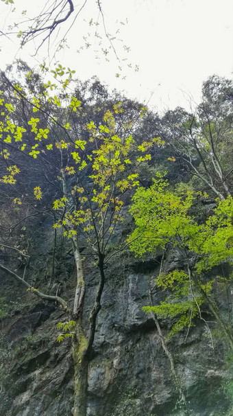 景观瀑布森林