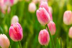 粉红色的郁金香花花花园植物郁金香spring-blooming