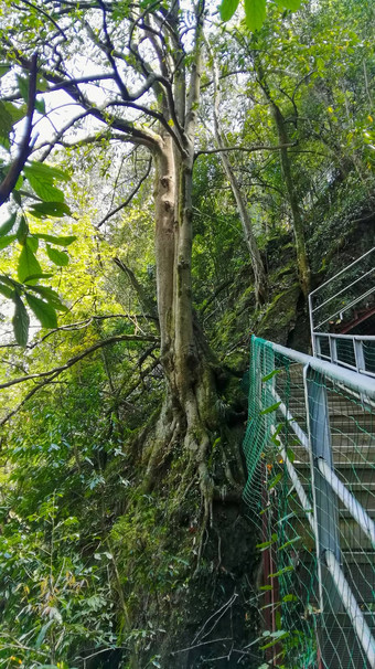 景观瀑布森林