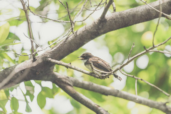 鸟马来西亚皮耶德埋伏在自然野生