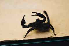 天蝎座玻璃容器黑色的蝎子有毒的节肢动物