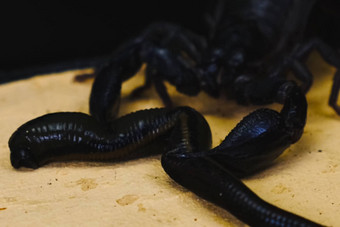 蝎子水蛭玻璃容器黑色的蝎子有毒的节肢动物吸血的水蛭