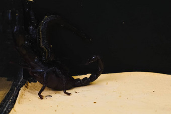 蝎子<strong>水蛭</strong>玻璃容器黑色的蝎子有毒的节肢动物吸血的<strong>水蛭</strong>