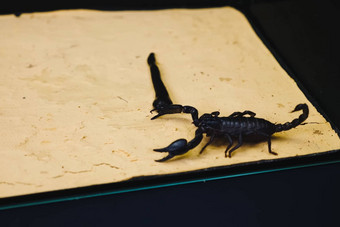 蝎子水蛭玻璃容器黑色的蝎子有毒的节肢动物吸血的水蛭