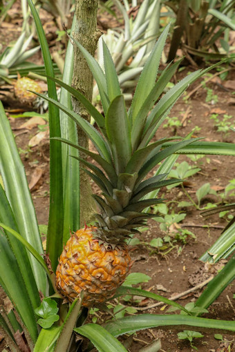 年轻的菠萝成熟热带丛林巴厘岛岛菠萝comosus成熟获得橙色颜色额外的甜蜜的热带水果娜纳斯蜂蜜水果异国情调的水果bromelia菠萝