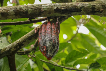 可可树水果棕色（的）可可豆荚成长树可可种植园关闭光棕色（的）可可豆荚日益增长的分支机构树干树巧克力农场巴厘岛印尼