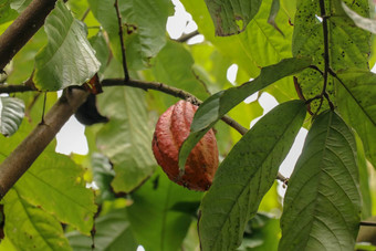 可可<strong>树</strong>水果棕色（的）可可豆荚<strong>成长树</strong>可可种植园关闭光棕色（的）可可豆荚日益增长的分支机构<strong>树</strong>干<strong>树</strong>巧克力农场巴厘岛印尼