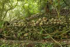 头骨坟墓terunyan墓地岛巴厘岛人类头骨堆放行前石头墙下榕树树吸收气味腐烂的人类仍然是