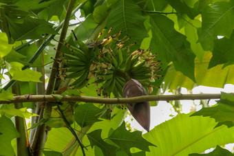 花香蕉树群年轻的香蕉花式摩西罗克西布香蕉棕榈水果焦点香蕉巴德树热带<strong>水果图</strong>像背景壁纸复制空间生香蕉