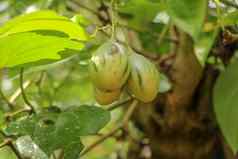 成熟番茄树群新鲜的赛弗曼德拉贝塔西亚成熟树分支阳光明媚的花园美味的水果茄属植物betaceum绿色茄属植物betaceum成熟花园