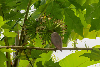 花<strong>香蕉</strong>树群年轻的<strong>香蕉</strong>花式摩西罗克西布<strong>香蕉</strong>棕榈水果焦点<strong>香蕉</strong>巴德树热带水果图像背景壁纸复制空间生<strong>香蕉</strong>