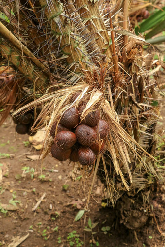 丛白痴扎拉<strong>卡水果</strong>成熟选萨拉白痴扎拉<strong>卡</strong>甜蜜的酸<strong>水果</strong>印尼蛇<strong>水果</strong>由于红褐色有鳞的皮肤自然背景