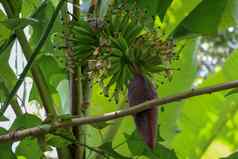 花香蕉树群年轻的香蕉花式摩西罗克西布香蕉棕榈水果焦点香蕉巴德树热带水果图像背景壁纸复制空间生香蕉