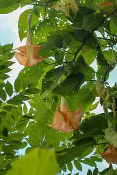 橙色天使小号曼陀罗属植物茄科曼陀罗大香花给常见的天使的小号密切相关的属曼陀罗属植物有毒的