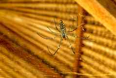 底视图蜘蛛皮利佩斯金圆网蜘蛛巨大的香蕉蜘蛛等待猎物网宏特写镜头蜘蛛野生亚洲巴厘岛大色彩斑斓的蜘蛛东南亚洲