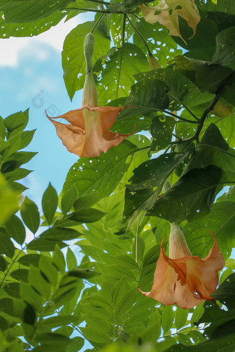 黄色的曼陀罗命名天使小号曼陀罗属植物花开花巴厘岛橙色开花曼陀罗sanguinea天使的小号灌木树自然背景项目