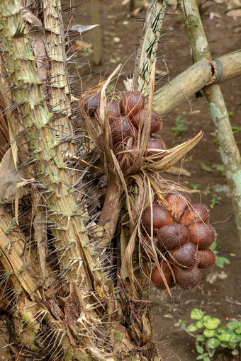 群热带白痴水果棕榈树锋利的长刺米长叶子水果成长集群基地棕榈蛇水果由于红褐色有鳞的皮肤