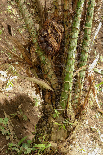 丛白痴扎拉卡<strong>水果</strong>成熟选萨拉白痴扎拉卡甜蜜的酸<strong>水果</strong>印尼蛇<strong>水果</strong>由于红褐色有鳞的皮肤自然背景