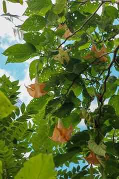 黄色的曼陀罗命名天使小号曼陀罗属植物花开花巴厘岛橙色开花曼陀罗sanguinea天使的小号灌木树自然背景项目