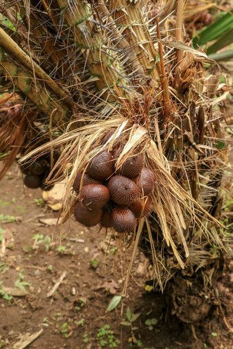 丛白痴扎拉卡水果成熟选萨拉白痴扎拉卡甜蜜的酸水果印尼蛇水果由于红褐色有鳞的皮肤自然背景