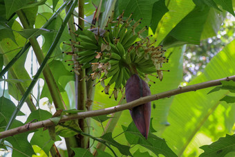 花<strong>香蕉</strong>树群年轻的<strong>香蕉</strong>花式摩西罗克西布<strong>香蕉</strong>棕榈水果焦点<strong>香蕉</strong>巴德树热带水果图像背景壁纸复制空间生<strong>香蕉</strong>