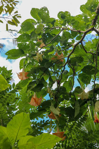 橙色天使小号曼陀罗属植物茄科曼陀罗大香花给常见的天使的小号密切相关的属曼陀罗属植物有毒的