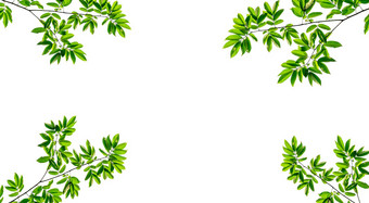 新鲜的自然绿色叶子孤立的白色背景特写镜头自然视图绿色叶空白复制空间背景自然绿色