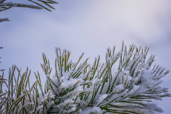 冷杉分支雪