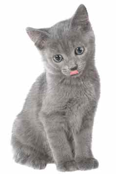 小灰色的短毛猫小猫坐着打哈欠