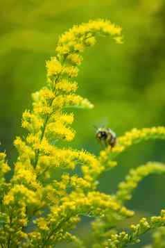 美丽的黄色的秋麒麟草属植物花蜜蜂