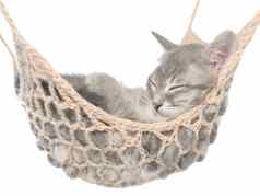 可爱的英国短毛猫虎斑小猫睡觉吊床