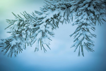 冷杉分支雪