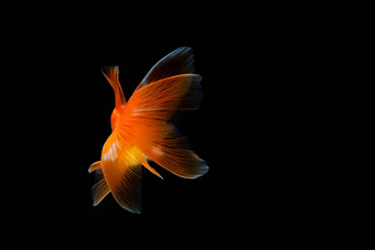 金鱼孤立的黑暗黑色的背景