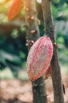 可可树theobroma可可有机可可水果豆荚自然