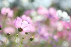 精致的粉红色的宇宙花后视图花园软粉红色的散景背景
