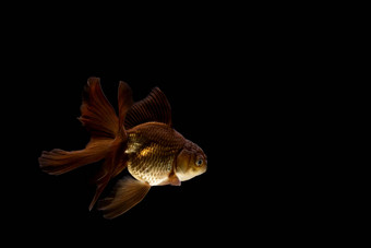 金鱼孤立的黑暗黑色的背景
