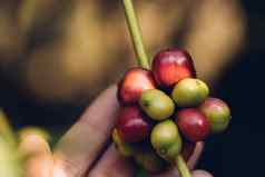 咖啡豆子成熟树北泰国