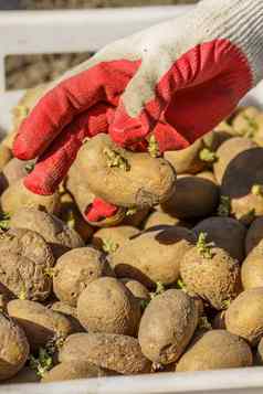 土豆块茎豆芽种植块茎棕榈