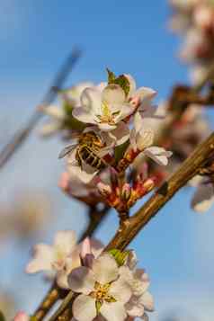 樱桃开花分支蜜蜂花园
