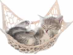 可爱的有条纹的小猫睡觉吊床