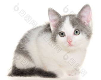 Bicolor灰白色小短毛猫小猫谎言孤立的
