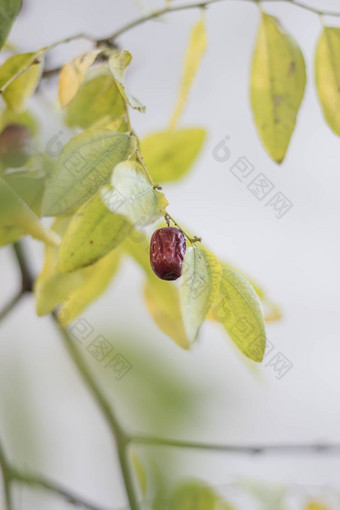 大枣水果树太阳