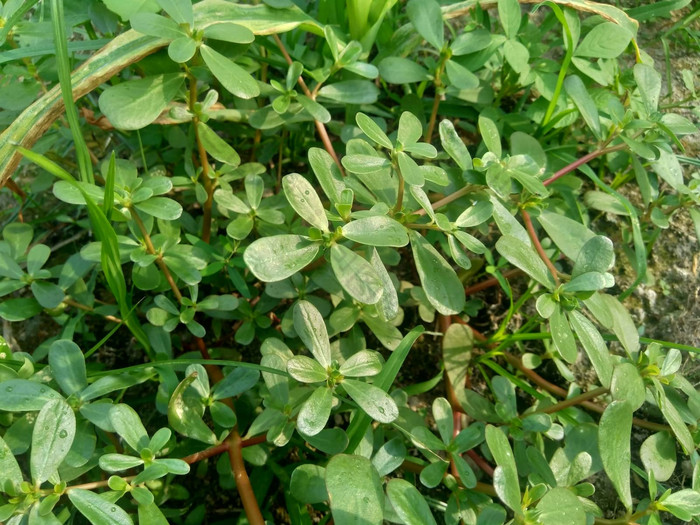 马齿苋植物翠绿叶片与红茎自然美