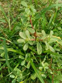 马齿苋属的植物oleracea被称为种植手镯普通的雷塞雷扬常见的马齿苋Verdolaga红色的根pursley自然背景植物蔬菜Herbal植物