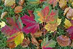 关闭色彩鲜艳的下降秋天叶子林地花园