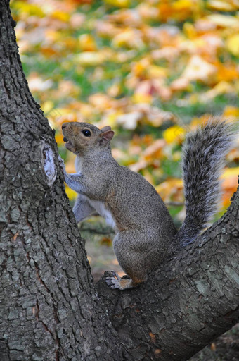 野生动物灰色的松鼠北美有害无益收集坚果