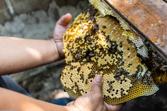 蜜蜂殖民地完整的蜂蜜高营养维生素转移养蜂业手工制作的盒子